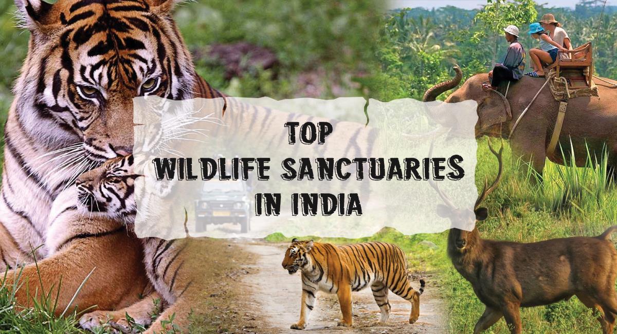 Top 10 National Parks Destinations in India