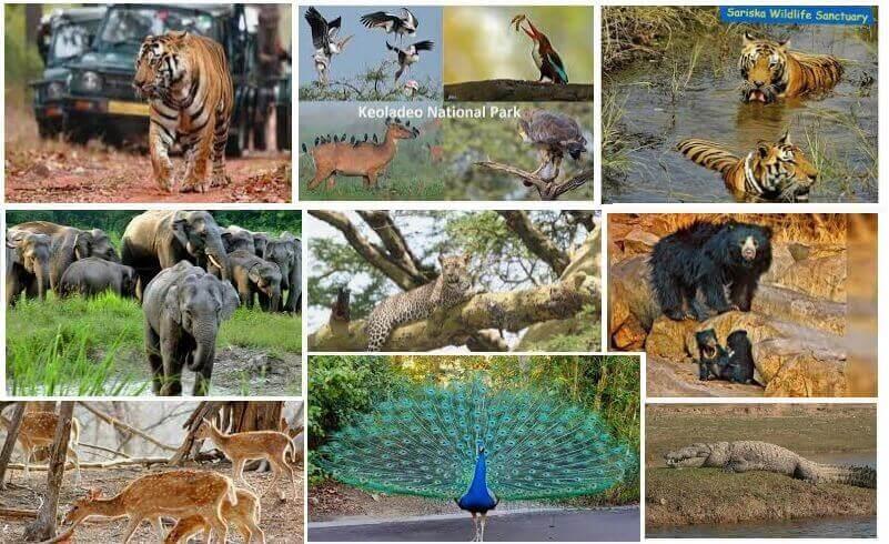 National Park Destinations In Rajasthan - Wildlife Sanctuaries
